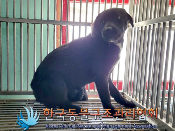 종료(안락사) 믹스…